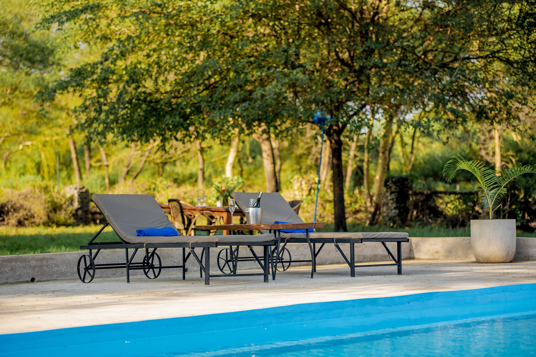 Two sun loungers with champagne on ice beside the outdoor pool at Amani Farmhouse Tanzania, set among acacia trees in dappled afternoon light